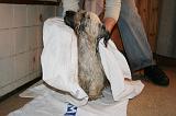 SECHAGE - SKYE TERRIER 029